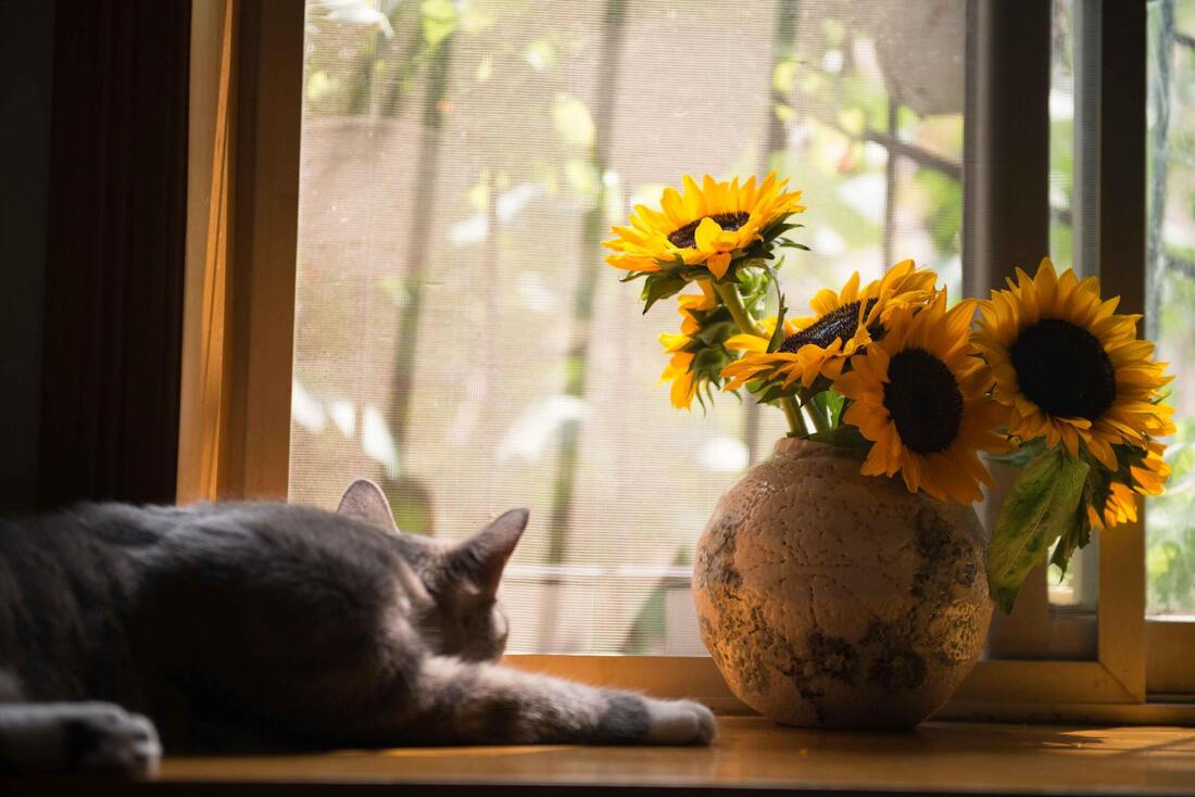 Grey cat laying down on window sill looking outside beside a vase of sunflowers  